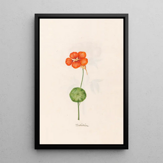 Magdelena Rosina Funck - Nastrtim.webp