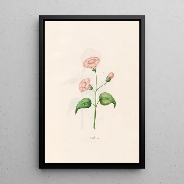 Magdelena Rosina Funck - Nicotiana.webp