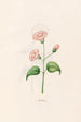 Nicotiana - Magdalena Rosina Funck — vista dell’opera