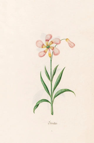 Magdelena Rosina Funck - Oleander.webp