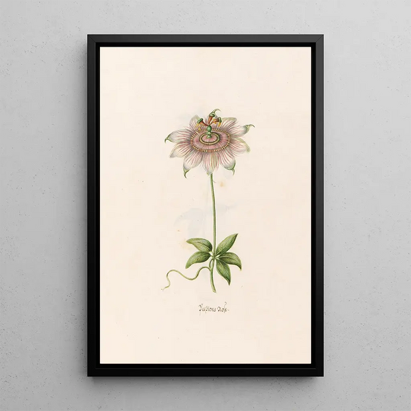 Magdelena Rosina Funck - Passions rose.webp