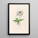 Pivoine - Magdalena Rosina Funck — quadro incorniciato alla parete