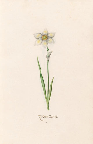 Magdelena Rosina Funck - Rieshende Narciss.webp