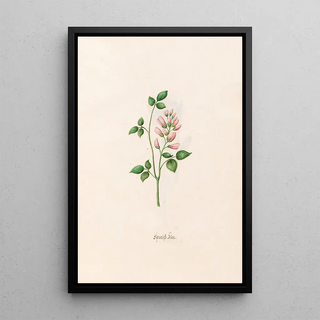 Magdelena Rosina Funck - Spanish klee.webp