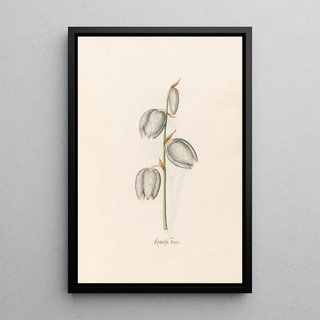 Magdelena Rosina Funck - Spanishe Fuca.webp