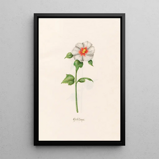 Magdelena Rosina Funck - Srish Pappel.webp