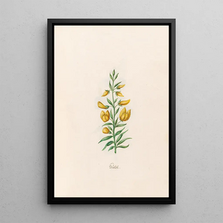 Magdelena Rosina Funck - Techel.webp