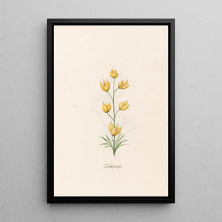 Magdelena Rosina Funck - Trckish veiel.webp