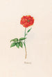 Rose turche - Magdalena Rosina Funck — vista dell’opera