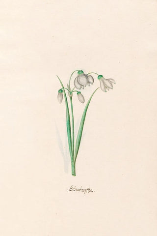 Magdelena Rosina Funck - chneefroyffenn Schneeflocken.webp