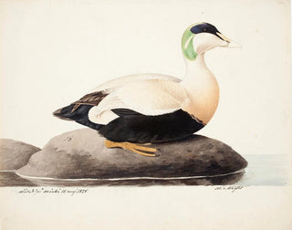 Eider à duvet mâle - Magnus von Wright — vista dell’opera