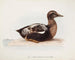 Eider a piuma maschio in estate - Magnus von Wright — vista dell’opera
