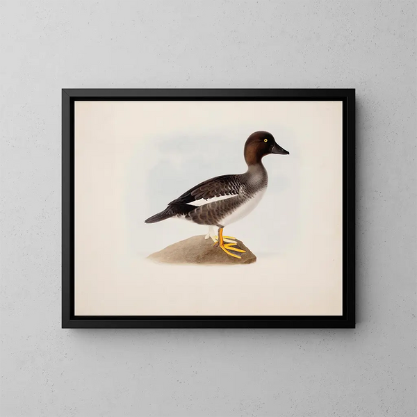 Cigno reale - Magnus von Wright — quadro incorniciato alla parete