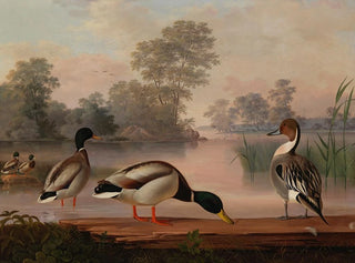 Magnus Von Wright - Ducks.webp