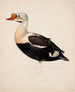 Eider a testa grigia (incompleto) - Magnus von Wright — vista dell’opera