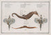 2 Pégase Draconis Il Drago di Mare 3 Syngnathus Ippocampo L'Ippocampo - Marcus Elieser Bloch — vista dell’opera