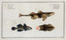 2 Perca Asper La Perche Rugueuse 3 Gobius Jozo Il Gobi Blu - Marcus Elieser Bloch — vista dell’opera