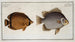 Chaetodon Argus 2 Chaetodon vagabond - Marcus Elieser Bloch — vista dell’opera