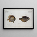 Chaetodon chinensis, il Chaetodon cinese 2 Chaetodon kleinii, il Chaetodon di Klein - Marcus Elieser Bloch — quadro incorniciato alla parete