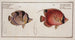 Chaetodon Setifer Le Chaetodon à soies 2 Chaetodon Falcula Le Chaetodon à faucille - Marcus Elieser Bloch — vista dell’opera