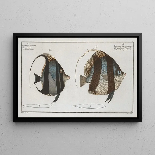 Marcus Elieser Bloch - 1 Chaetodon macrolepidotus 2 Chaetodon cornutus.webp