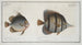 Chaetodon rostratus 2 Chaetodon orbis - Marcus Elieser Bloch — vista dell’opera