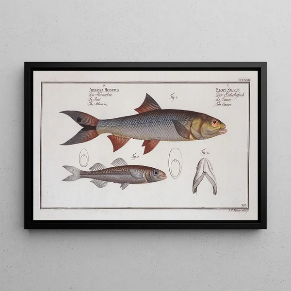 Marcus Elieser Bloch - 1 Elops Saurus The Saure 3 Atherina Hepsetus The Atherine.webp