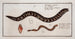 Gymnothorax catenatus Il Pesce-corda Petromyzon agrenteus La Lampreda-argento - Marcus Elieser Bloch — vista dell’opera