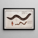 Gymnothorax catenatus Il Pesce-corda Petromyzon agrenteus La Lampreda-argento - Marcus Elieser Bloch — quadro incorniciato alla parete