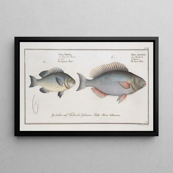 Perca argentata Le Perche argenté 2 Perca japonica Le Perche giapponese - Marcus Elieser Bloch — quadro incorniciato alla parete