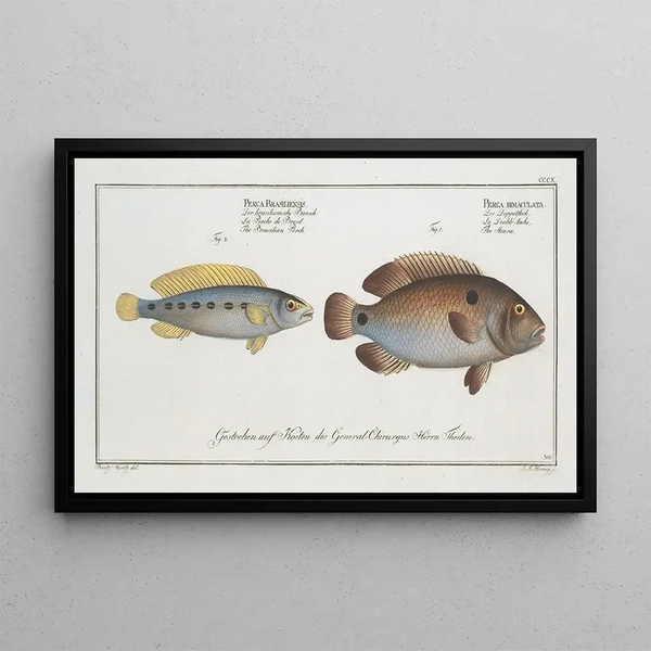 Perca bimaculata L'Acara 2 Perca brasiliensis La Perche brésilienne - Marcus Elieser Bloch — quadro incorniciato alla parete