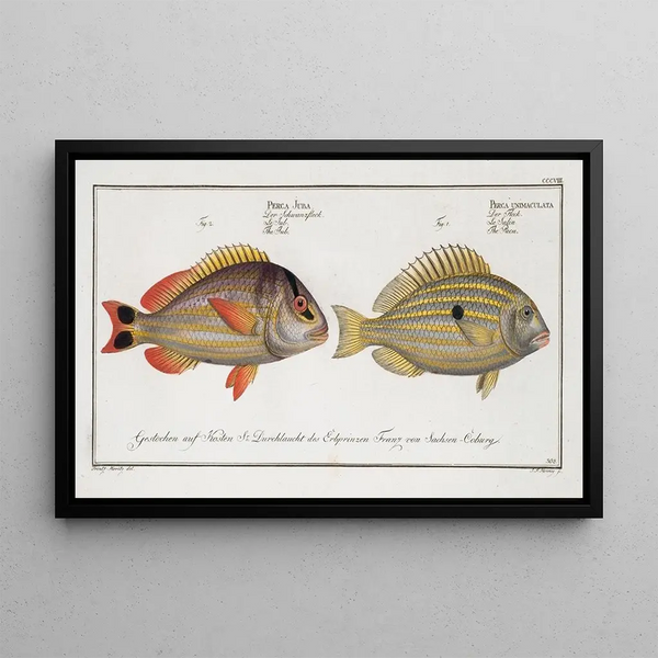 Perca unimaculata Le Pacu 2 Perca Juba Le Jub - Marcus Elieser Bloch — quadro incorniciato alla parete