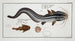 Platystacus angullaris L'anguilla piatta 2 Platystacus verrucosus Il pesce piatto verrucoso - Marcus Elieser Bloch — vista dell’opera