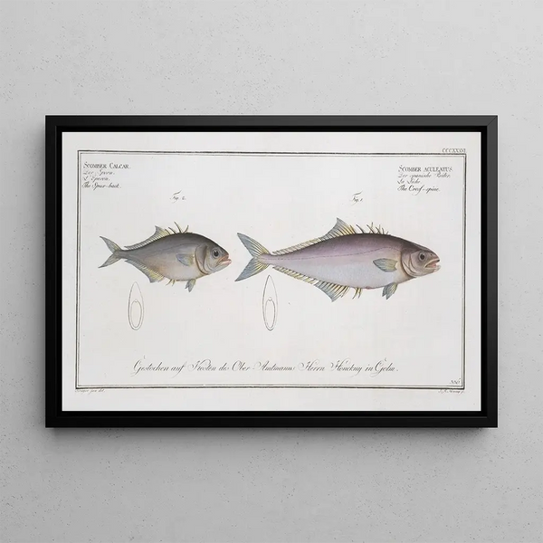 Marcus Elieser Bloch - 1 Scomber aculeatus The Crossspine 2 Scomber Calcar The Spurback.webp