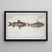 Silurus atherinoides La banda argentée 2 Silurus vittatus Il siluro striato - Marcus Elieser Bloch — quadro incorniciato alla parete