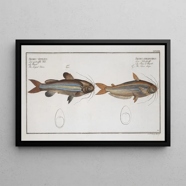 Silurus atherinoides La banda argentée 2 Silurus vittatus Il siluro striato - Marcus Elieser Bloch — quadro incorniciato alla parete