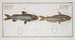 Silurus atherinoides La banda argentée 2 Silurus vittatus Il siluro striato - Marcus Elieser Bloch — vista dell’opera