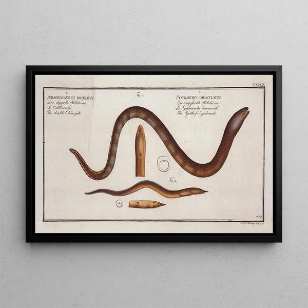 Synbranchus immaculatus Il Synbranche senza macchia 2 Sphagebranchus rostratus Il doppio Chingilt - Marcus Elieser Bloch — quadro incorniciato alla parete