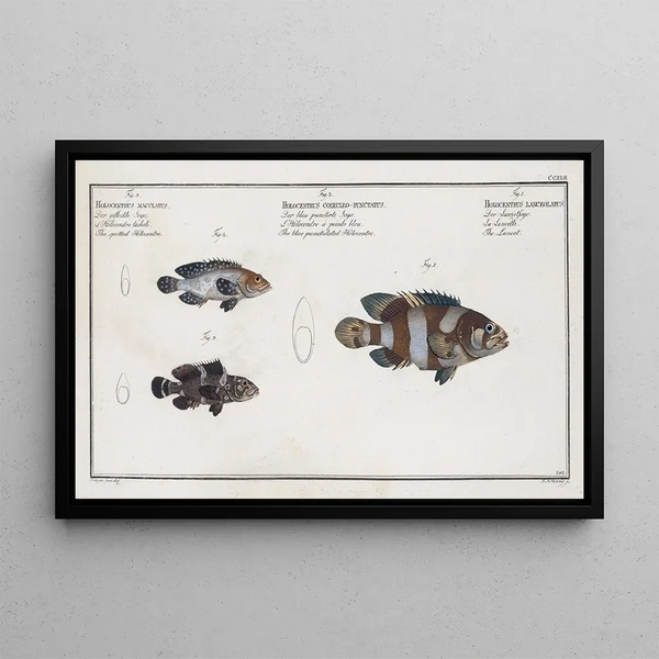 Le Lancet 2 L'Holocentre blu punteggiato 3 L'Holocentre macchiato - Marcus Elieser Bloch — quadro incorniciato alla parete