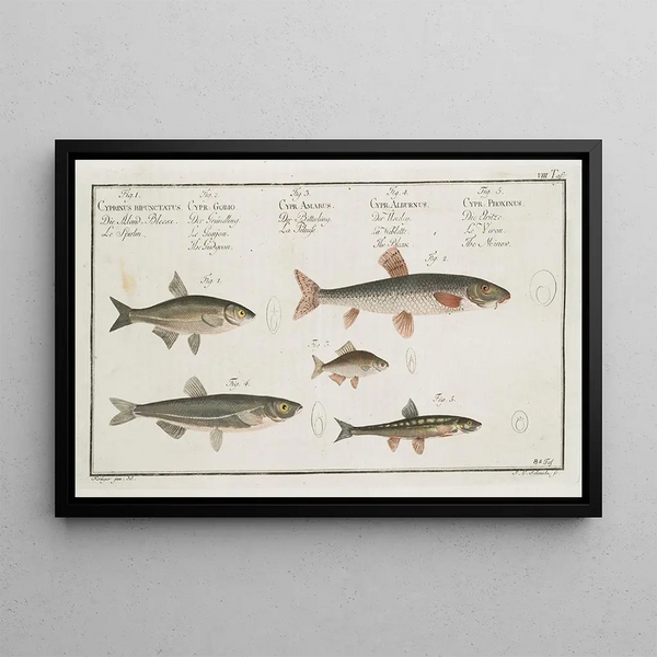 Marcus Elieser Bloch - 1 The Sperlin 2 The Gudgeon 3 The BitterCarp 4 The Bleak 5 The Minow.webp