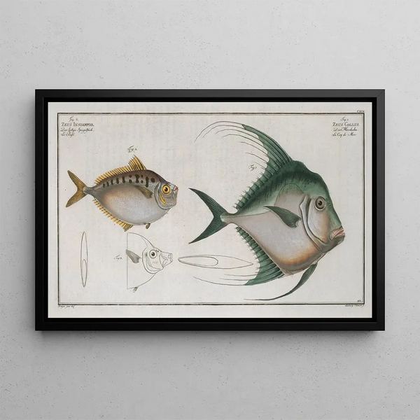 Zeus Gallus 2 Zeus Insidiator - Marcus Elieser Bloch — quadro incorniciato alla parete