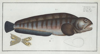 Marcus Elieser Bloch - Anarihchas Lupus The Wolf Fish.webp