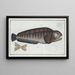 Anarhichas lupus Il pesce lupo - Marcus Elieser Bloch — quadro incorniciato alla parete