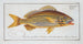 Anthias formosus Le Grondin - Marcus Elieser Bloch — vista dell’opera