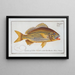 Anthias formosus Le Grondin - Marcus Elieser Bloch — quadro incorniciato alla parete