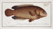 Anthias testudineus, il pesce-tartaruga - Marcus Elieser Bloch — vista dell’opera
