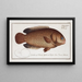 Anthias testudineus, il pesce-tartaruga - Marcus Elieser Bloch — quadro incorniciato alla parete