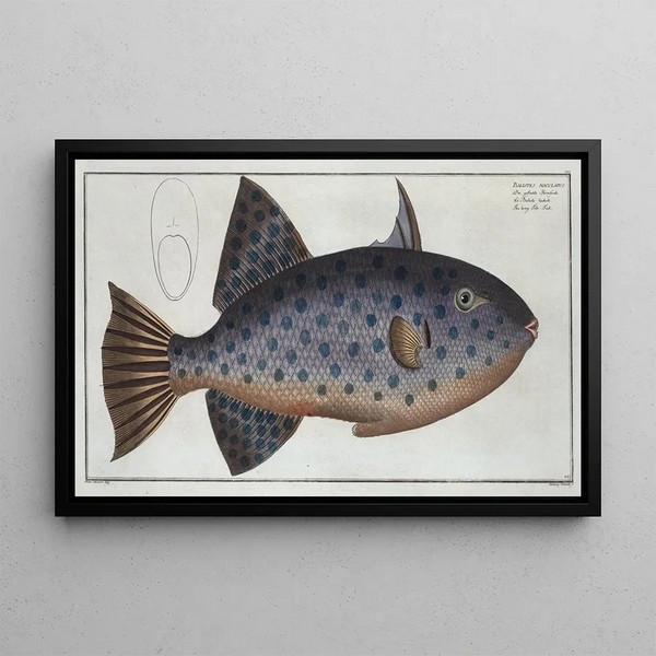 Balistes maculatus Le long Baliste - Marcus Elieser Bloch — quadro incorniciato alla parete