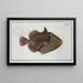 Balistes aculeatus - Marcus Elieser Bloch — quadro incorniciato alla parete