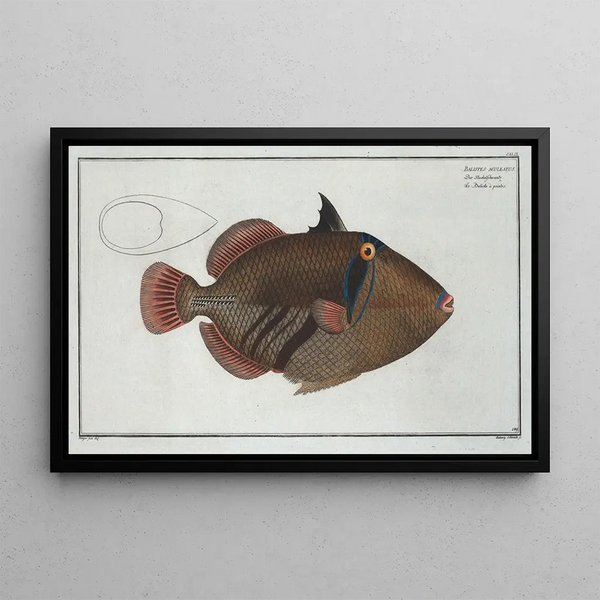 Balistes aculeatus - Marcus Elieser Bloch — quadro incorniciato alla parete